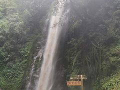 -莫里热带雨林景区