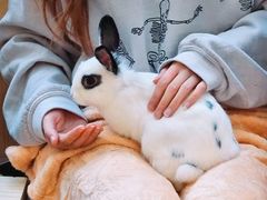 -猫猫幼稚园·撸猫·桌游·电玩