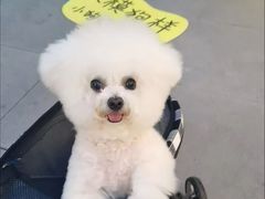 -艾贝尔宠物医院·24H转诊中心·肿瘤猫专科(江宁双龙店)