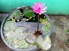 -圆明园停车场