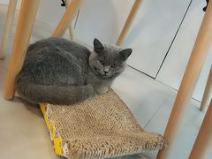 -三花喵·撸猫购宠·宠物生活馆(虹桥南丰城店)