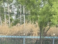 -枫花园汽车电影院(朝阳公园店)