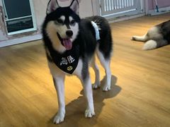 -Husky Go! 哈士奇体验馆·宠物咖啡厅狗咖