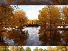 -金塔沙漠胡杨林景区