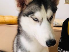 -Husky Go! 哈士奇体验馆·宠物咖啡厅狗咖