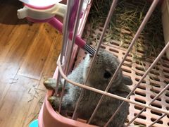 -藦茜花园宠物主题亲子互动体验馆(国顺东路店)