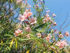 -福田红树林生态公园