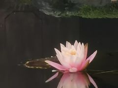 -望江楼公园