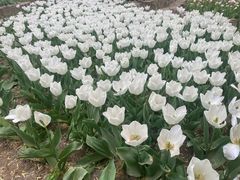 -洛阳郁金香牡丹园