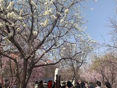 -桃花堤公园