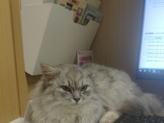 -瑞派康怡24h宠物医院·犬猫医疗中心·微创绝育(瑞景分院)