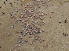 -北海金海湾红树林生态旅游区