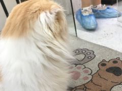 -喵园·猫主题咖啡厅·撸猫·猫咖(国贸店)