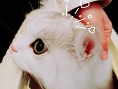-猫大福·Fortune Cat猫舍(百子湾店)