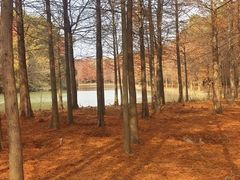 -上海海湾国家森林公园