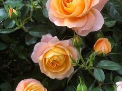 -人民公园(罗湖区)