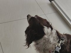 -美联众合动物医院·24h京西诊疗中心