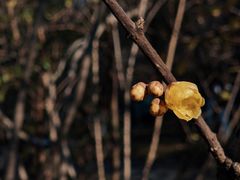 -杭州植物园