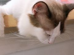 -Heymao猫咖.咖啡厅(东门店)