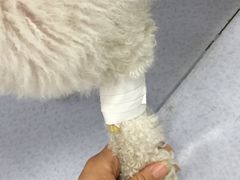 -达爱动物医院·犬猫分区·CT·复杂眼科(远洋山水分院)