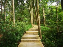 -深圳仙湖植物园