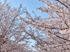-高东镇樱花园