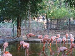 -清迈夜间动物园