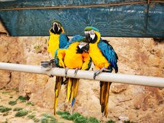 -西霞口神雕山野生动物世界