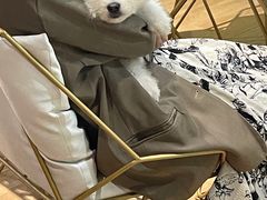 -Husky Go! 哈士奇体验馆·宠物咖啡厅狗咖