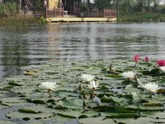 -杭州湾海上花田景区