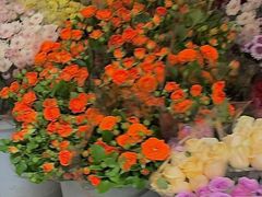 -循礼门鲜花花市(武汉循礼门店)