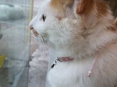 -平行世界·猫咖(首经贸店)