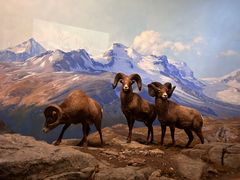 -美国自然历史博物馆