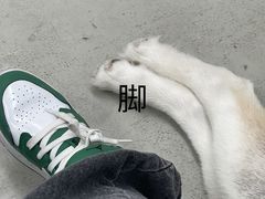 -星多哈·狗咖·拼豆·咖啡