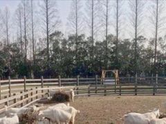 -前小桔亲子创意农场·草莓采摘·露营烧烤