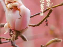 -北京市劳动人民文化宫(太庙)