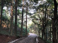 -午潮山国家森林公园