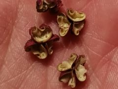 -初蓉丨遇见新川菜(亲贤街荣耀店)