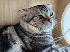 -Catmate·猫肥家润(金润铂宫店)