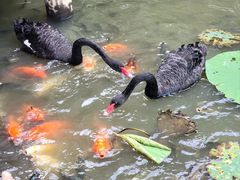 -大湾区中央湿地公园