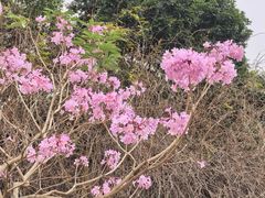 -天适樱花悠乐园