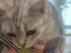 -共舞时光猫咖·狗咖(新街口店)