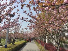 -高东镇樱花园