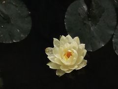 -五缘湾湿地公园