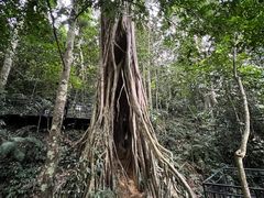 -中国科学院西双版纳热带植物园