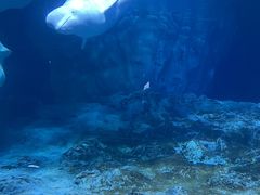 -珠海长隆海洋王国