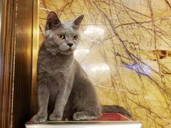 -more than meow吴止猫主题餐厅(承德 中船汇店)