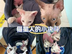 -北京观赏动物医院·24小时大型综合·猫专科·异宠专科