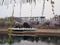 -桃花堤公园