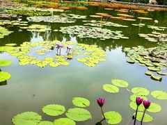 -国家植物园南园